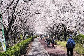 새롭게 봄 신나게 봄 낙동강 정원 벚꽃 축제 기본일정과 프로그램 소개 삼락 벚꽃 축제