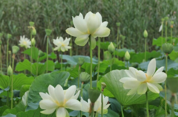 부여서동연꽃축제_10