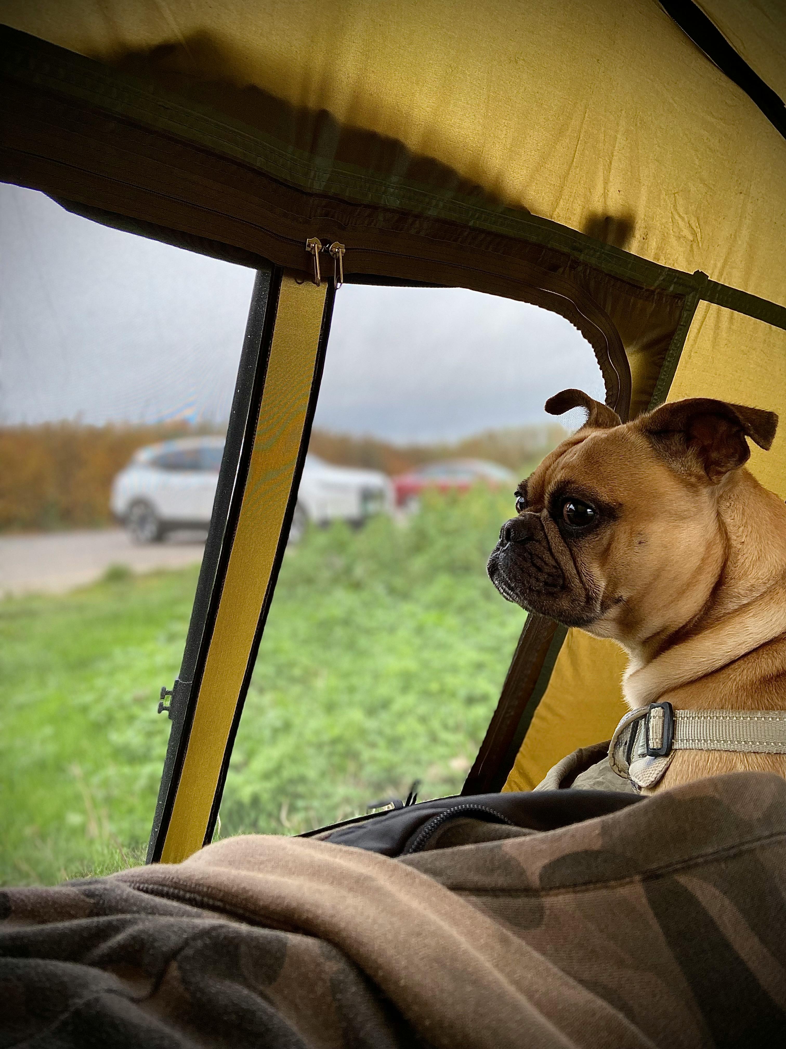 "캠핑장에서 보호자와 쉬는 반려견"