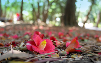 여수 가볼 만한 곳 베스트 10: 오동도
