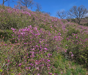 산청 황매산 철쭉축제