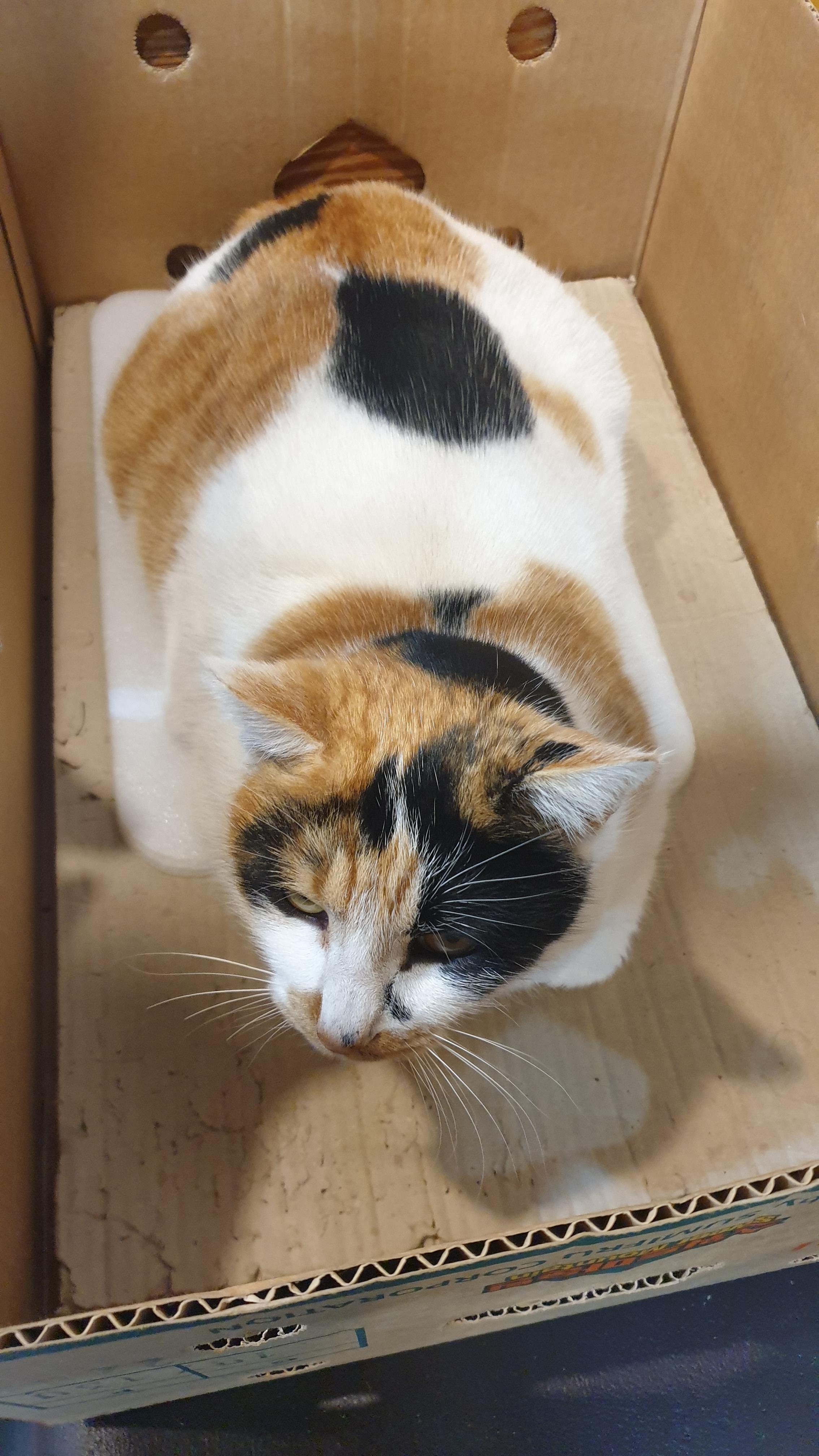 바우길 장칼국수 집에 있던 고양이