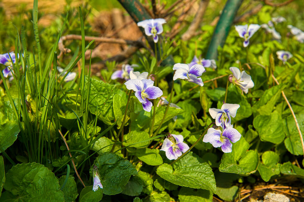 분당중앙공원 벚꽃 - 24