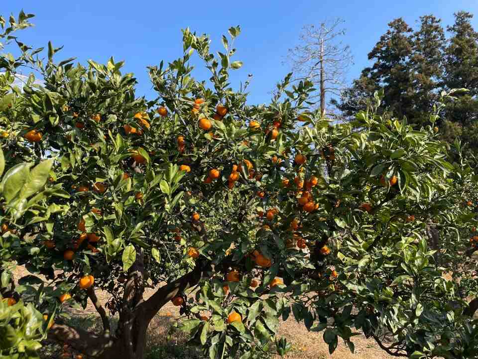 제주여행-서귀포-감귤-체험