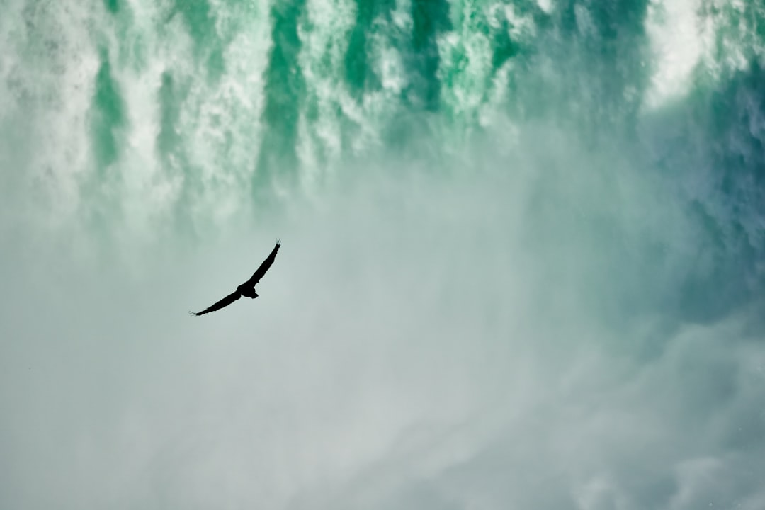 Torrent.
