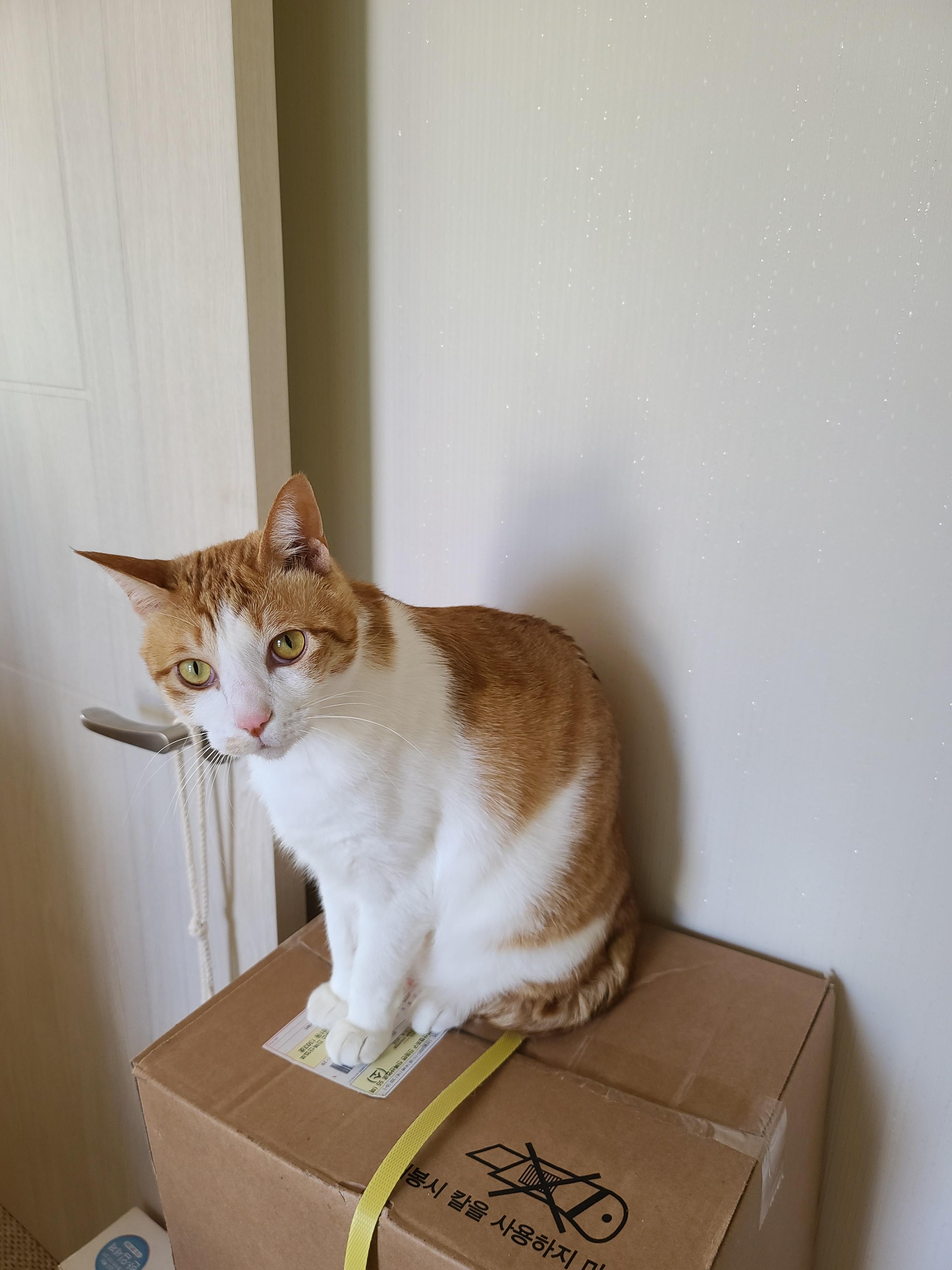 다묘가정의 안좋은점