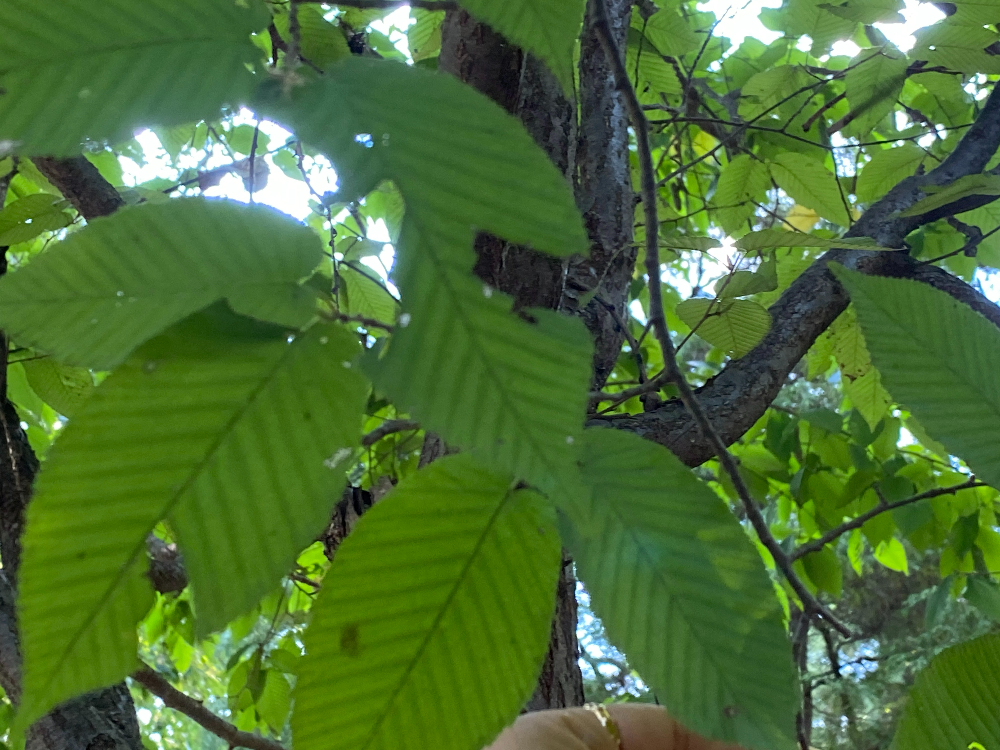 까치박달 잎1
