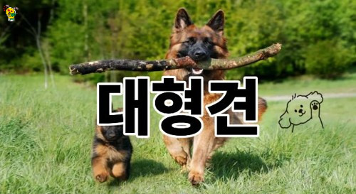 큰강아지