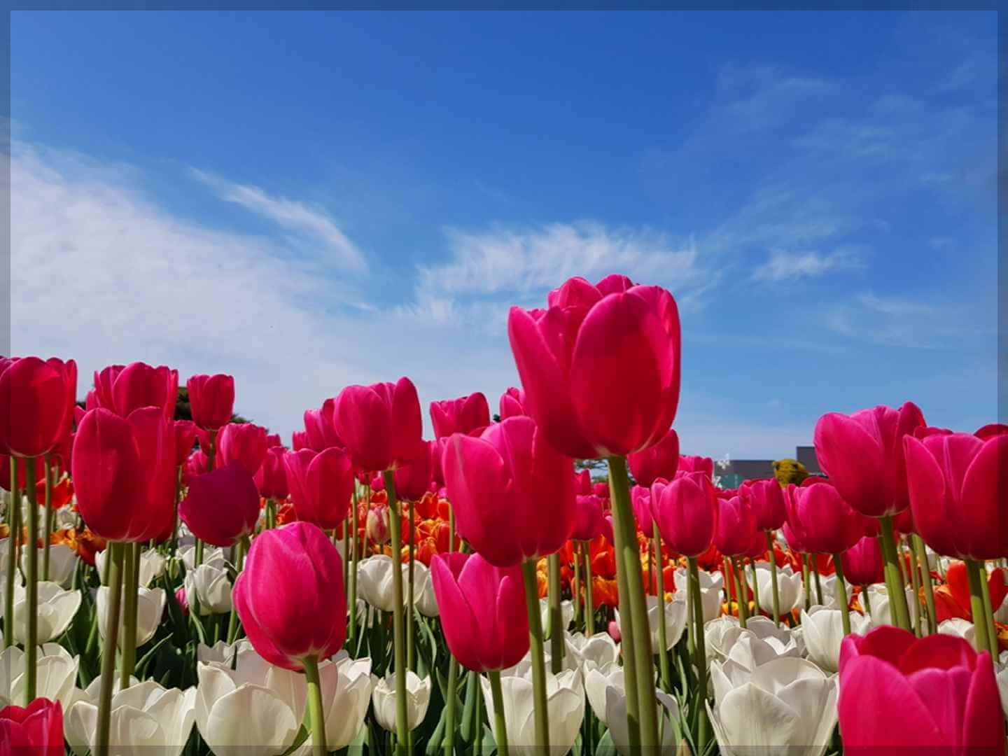 2024 태안 튤립 축제 일정 기간 입장료 할인 주차장