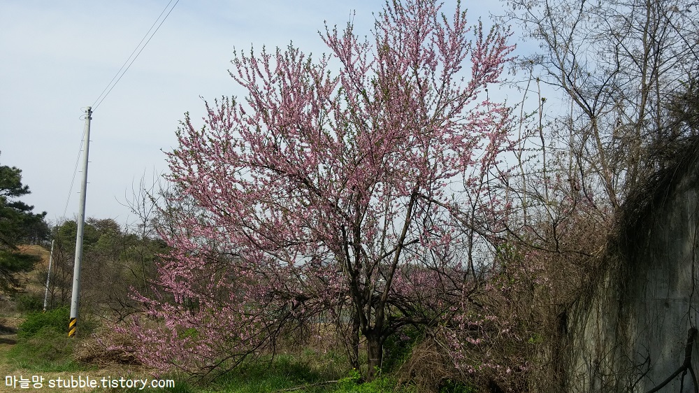 개복숭아 나무가 흐드러지게 펴 있다.