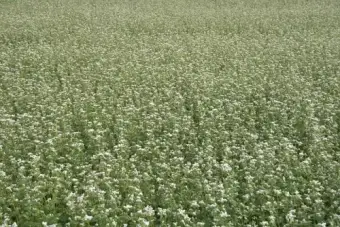 평창 봉평 메밀꽃 박물관의 메밀꽃