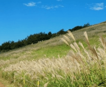 제주도 비행기표 저럼하게 구입하기