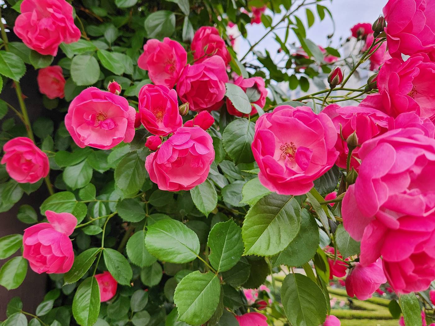 덩굴장미 안젤라 Angela