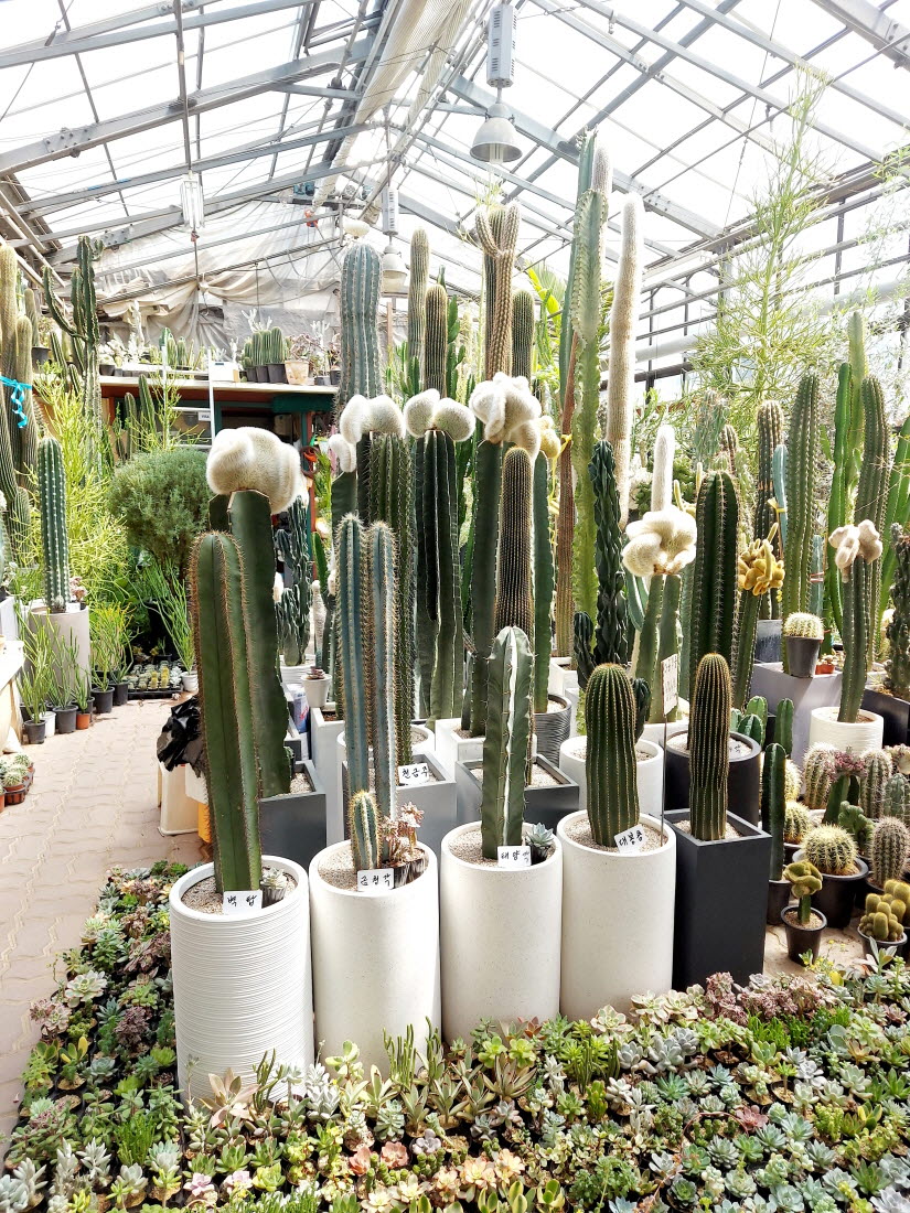 양재꽃시장 선인장
