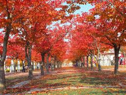 팔공산 단풍 명소