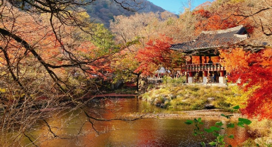 &amp;#39;100억송이&amp;#39; 가을꽃 