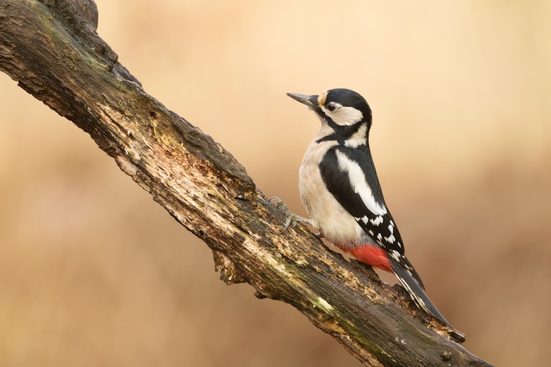 Woodpecker