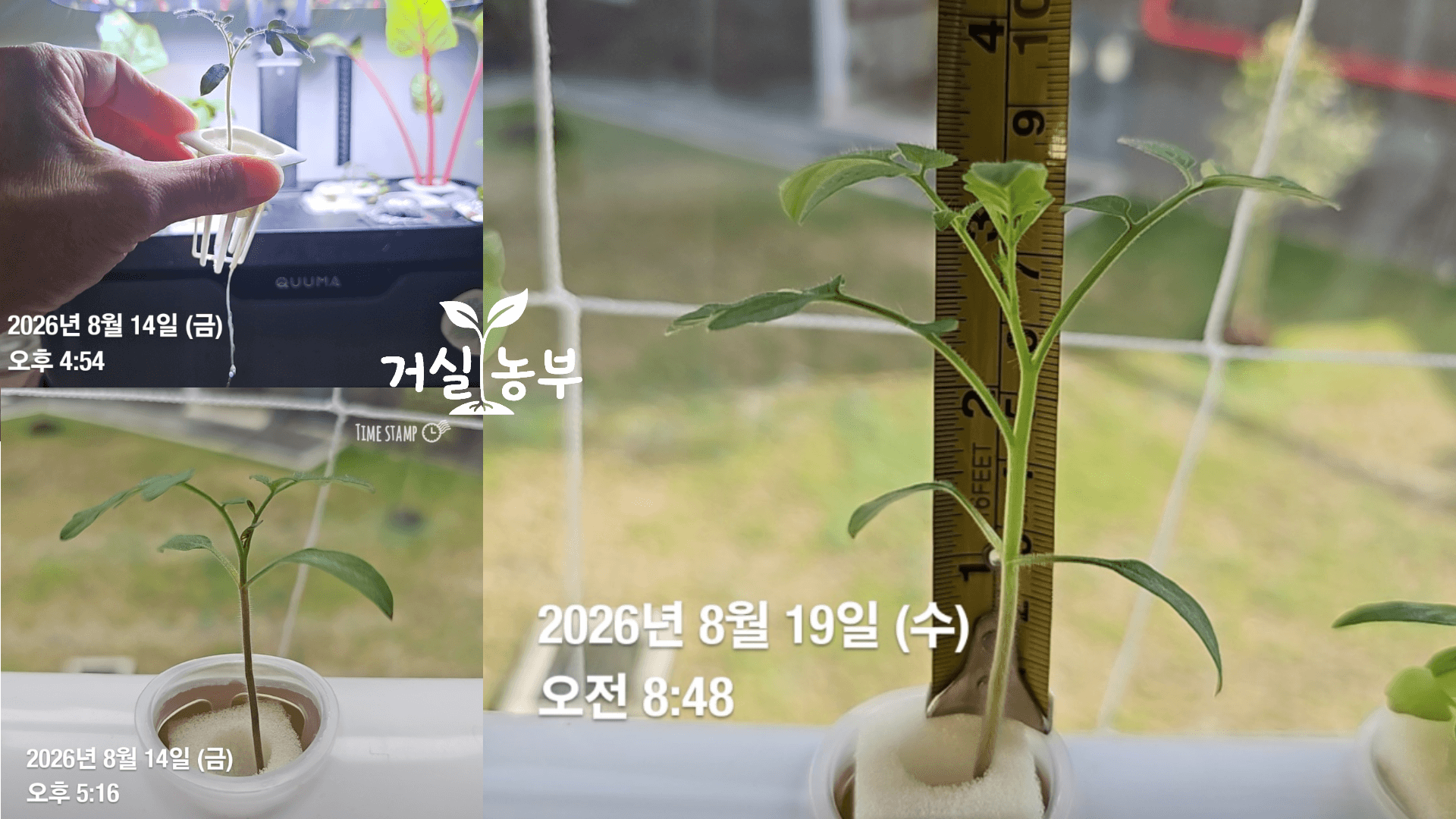 창밖 자연광을 받는 수경재배기에서 줄기와 마디 사이가 길게 웃자란 방울토마토 모종
