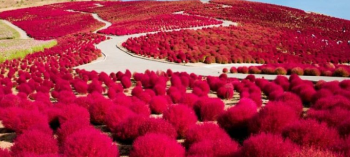 세계봄꽃여행지