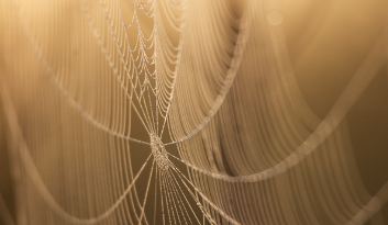 갈색 배경 거미줄