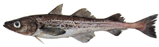 명태(Alaska pollock) 관련 사진