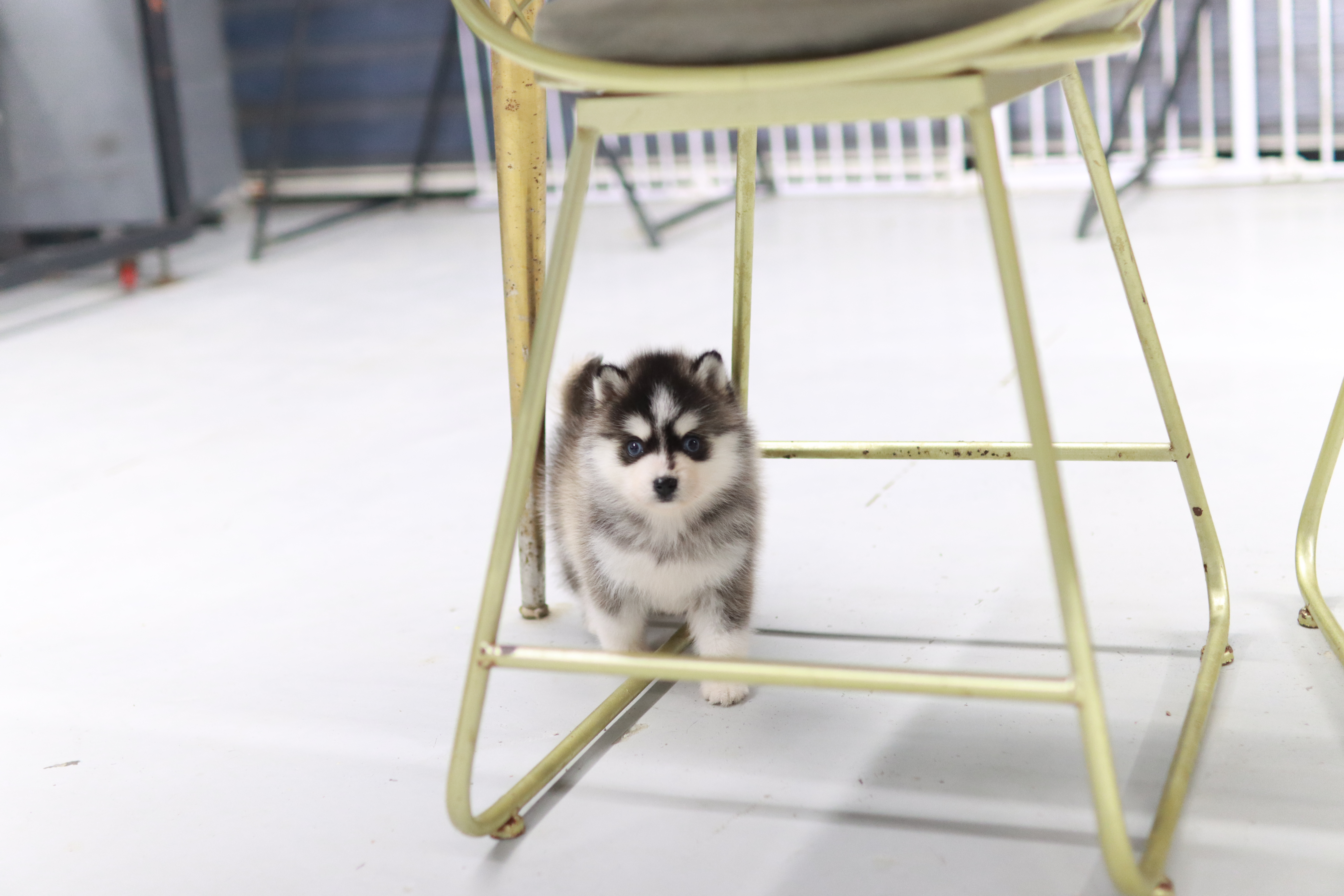 폼스키분양 전문