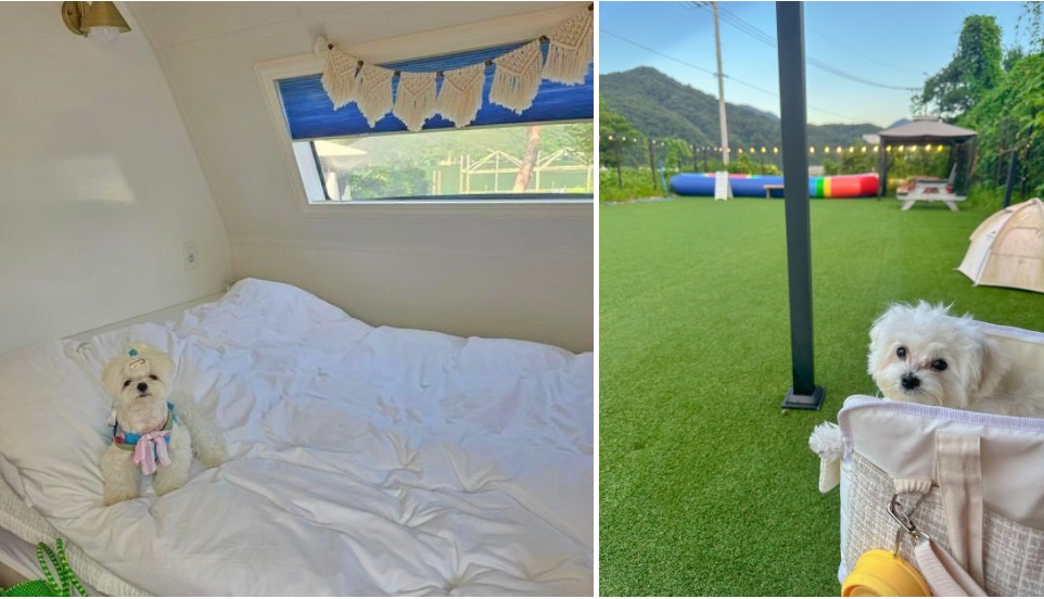 반려견과 함께 캠핑