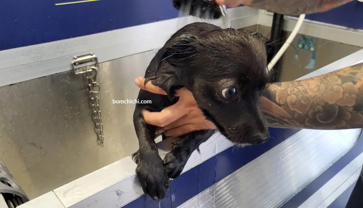 욕조에서 탈출하려 하는 강아지 사랑이