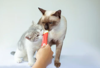 새끼고양이츄르 추천