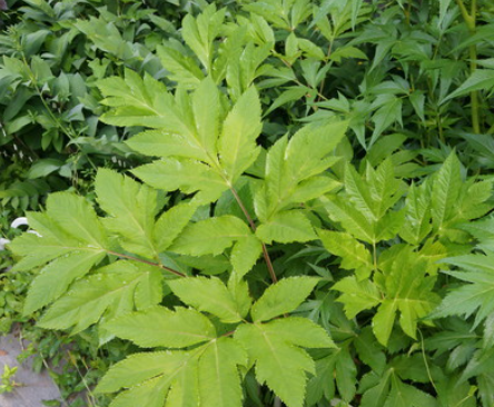 당귀 혈과 기를 모두 보하는 여성·남성 공용 약초