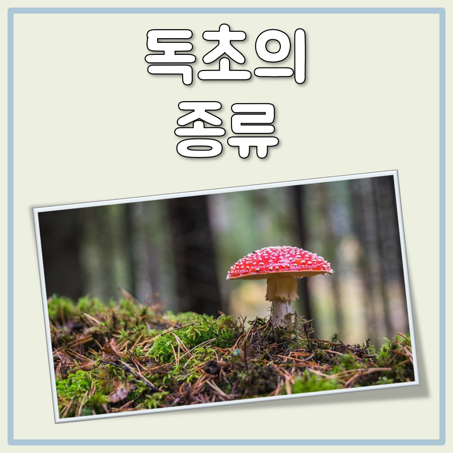 독초의 종류 대표 이미지