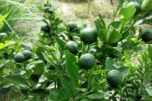 깔라만시 효능07