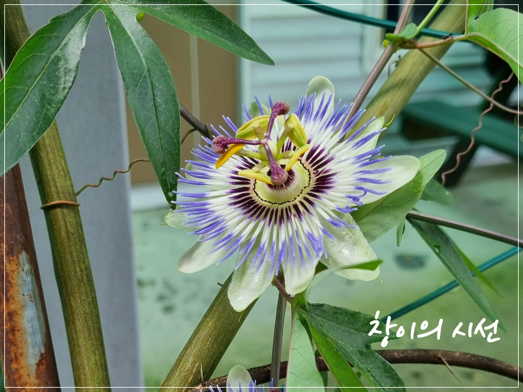 성스러운 꽃 시계꽃 꽃말