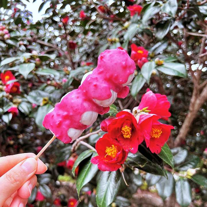 생방송오늘저녁 제주 인생샷 핫스팟 크림 쇼콜라 커피 디저트 3,500평 동백 가드닝 베이커리 카페 맛집 추천