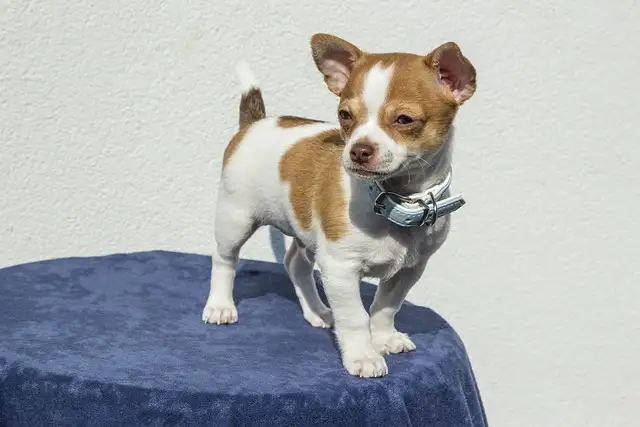 소형견 필독! 강아지 기관지협착증 관리법과 피해야 할 음식