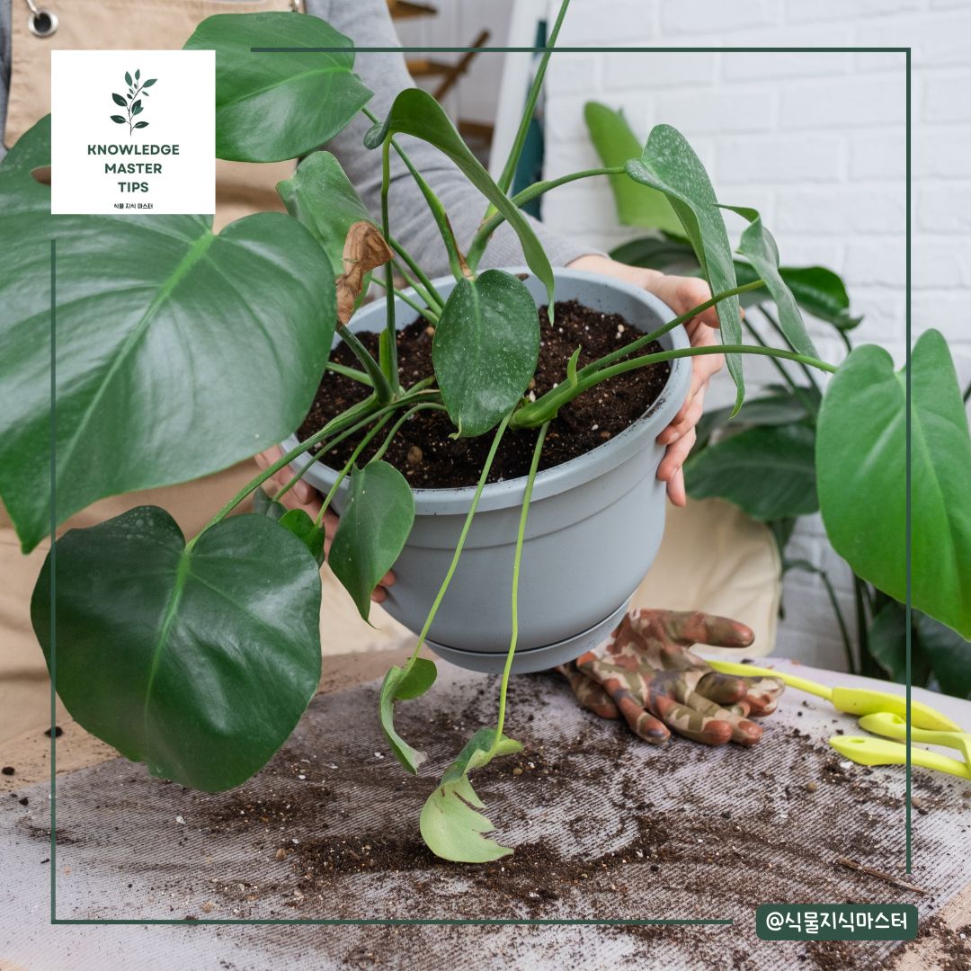 몬스테라 적절한 분갈이 시기
