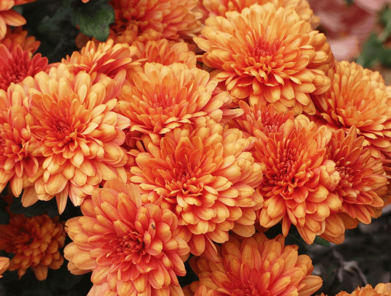 민생회복 소비쿠폰 2차 꼭 신청하세요:대상&middot;금액&middot;기간&middot;사용처 총정리 (2025)