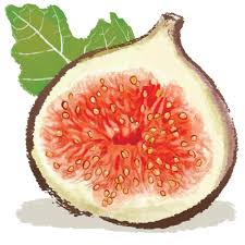 무화과의 효능