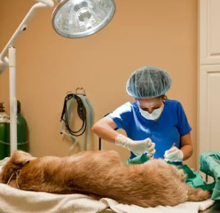 강아지 다리 절뚝거린다면? 이 글 놓치면 수술까지..