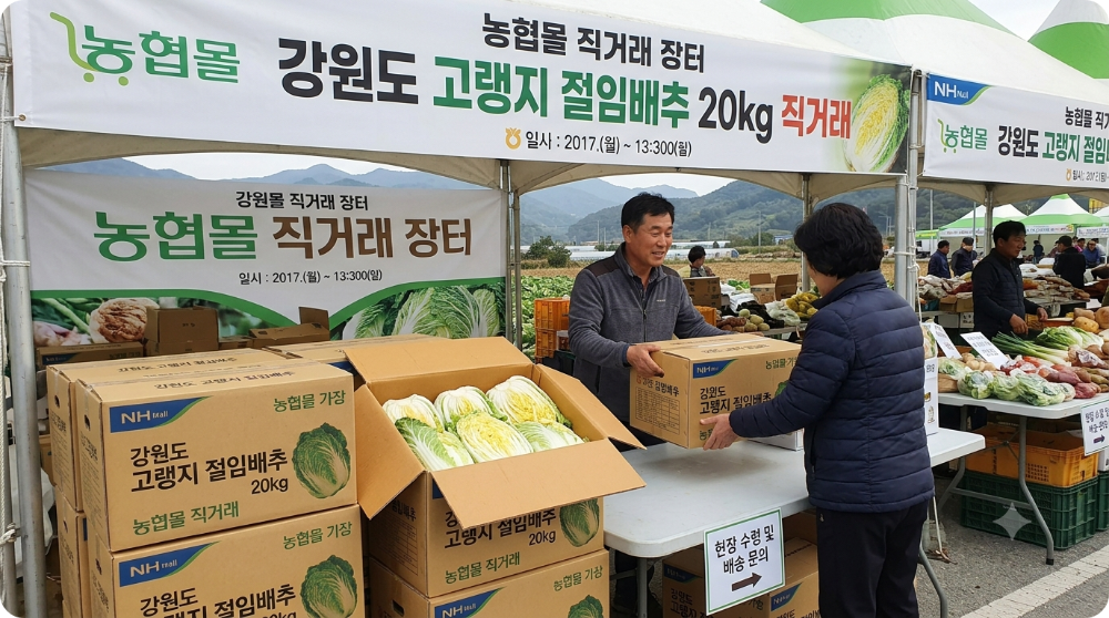 강원도 고랭지 절임배추 20kg 직거래 이미지