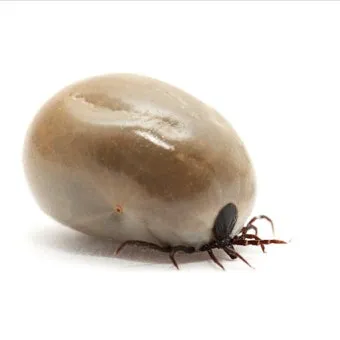 진드기 물린자국 대처법 참진드기 빨간 진드기 증상 확인_6