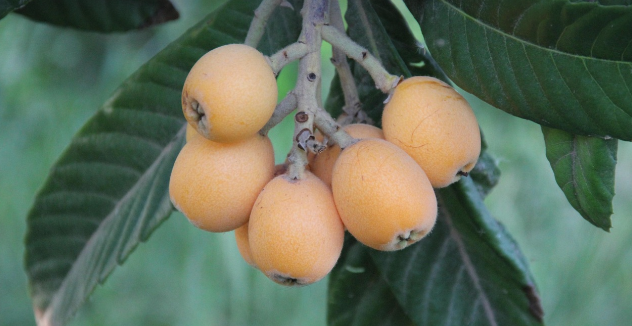 초여름 건강 간식 비파열매