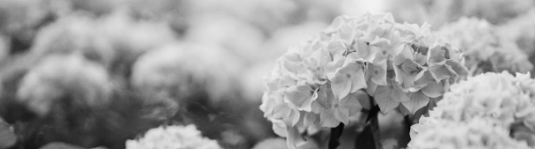 수국 삽목시기: 적정 시기