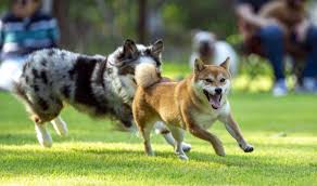 춘천 가볼만한곳 베스트: 강아지숲