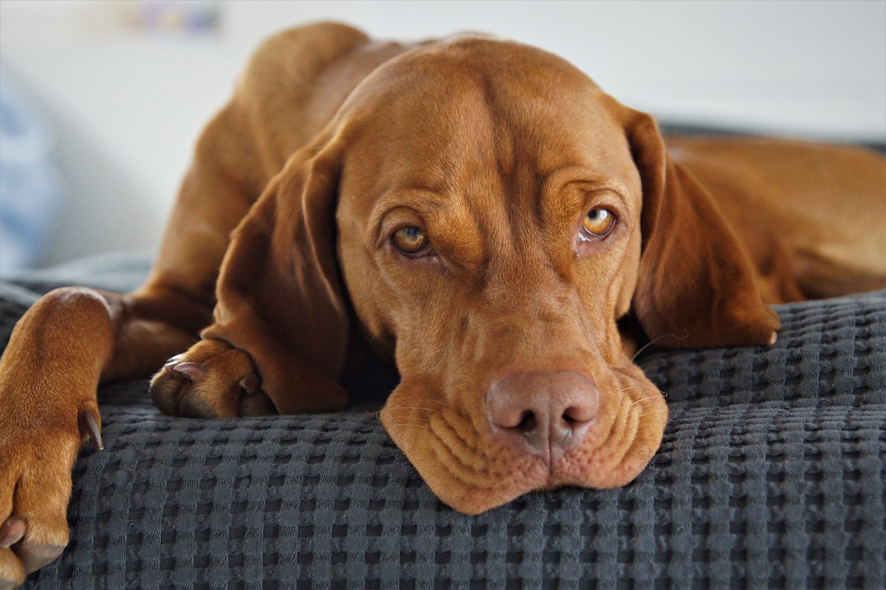 비자라(Vizsla)
