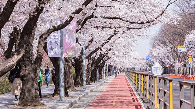 여의도 봄꽃축제