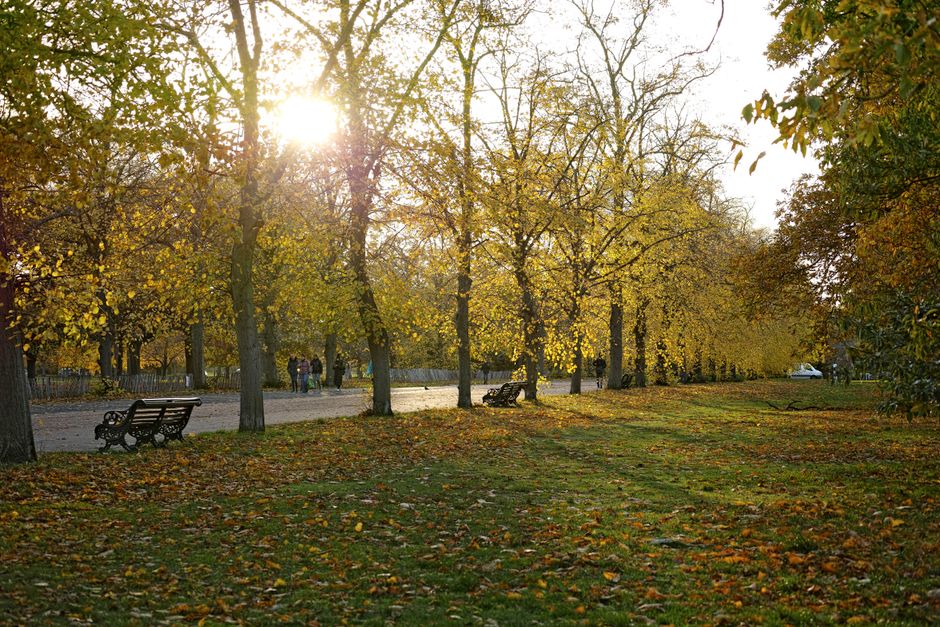 Scenic park in fall with sunlit trees, benches, and a pathway. Relaxing seasonal ambiance.