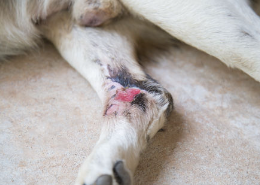 개 다리가 부어있다