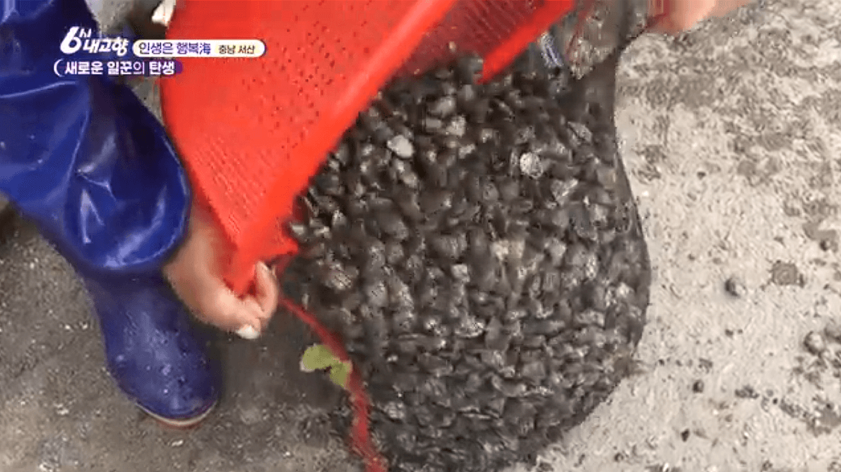 [6시내고향]충남 서산 해상 좌대낚시 고려호 창리해상펜션 바지락 해뜨는천수만 예약 연락처 위치 정보를 자세히 알려주는 이미지입니다.