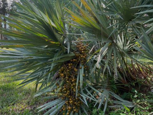 쏘팔메토의효능